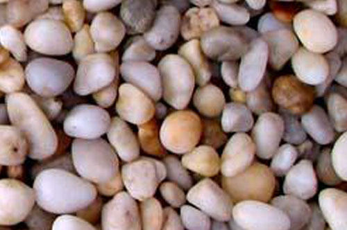 Sỏi19